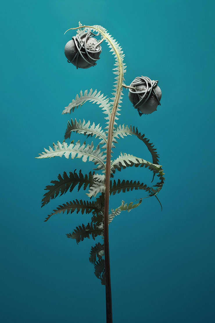 VIVARIUM - Claudia Jaguaribe