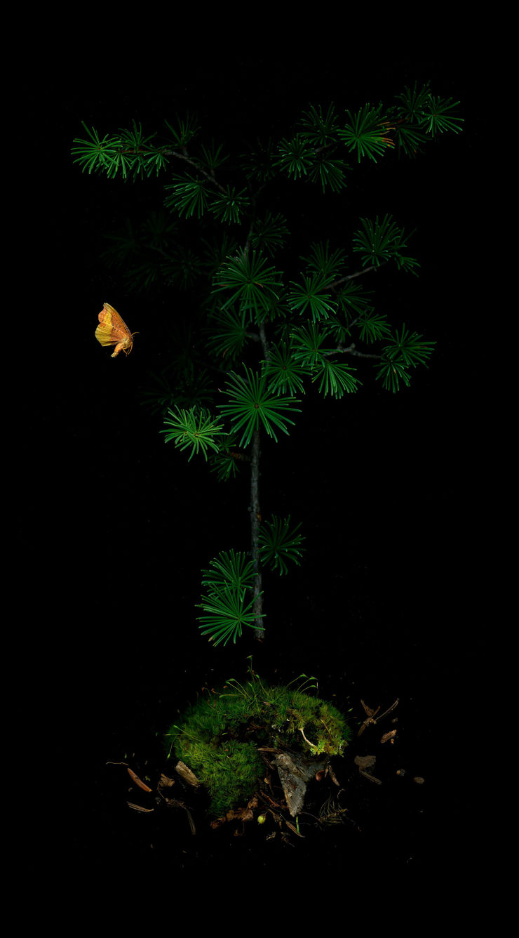 Julya Hajnoczky, Larix laricina 3, 2023