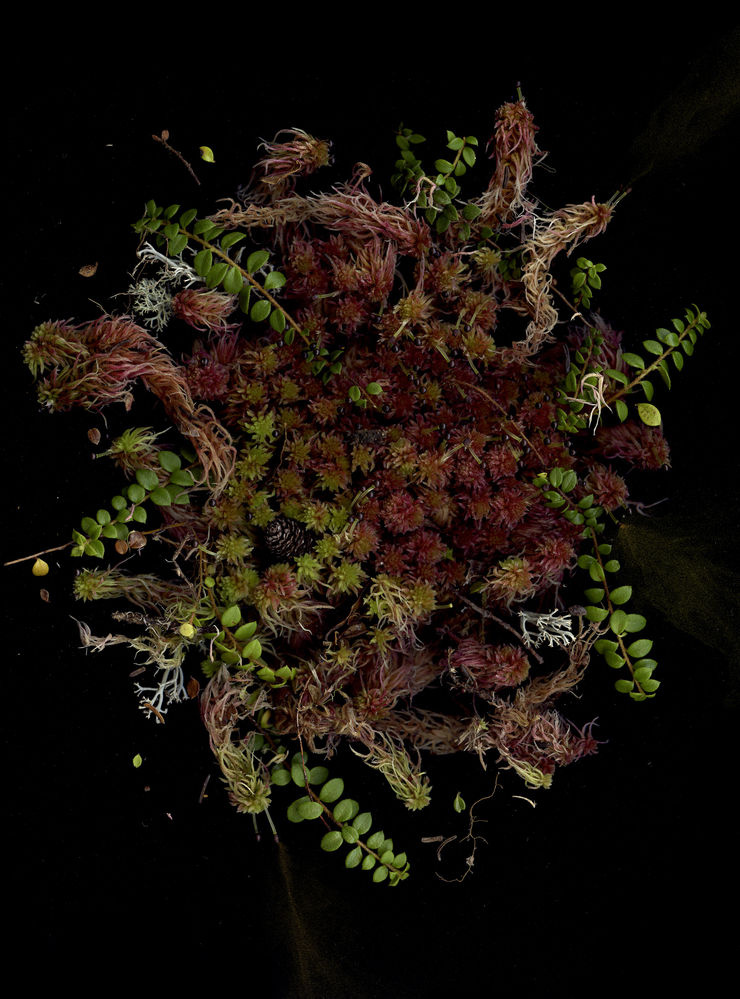 Julya Hajnoczky, Sphagnum capilifolium, 2023
