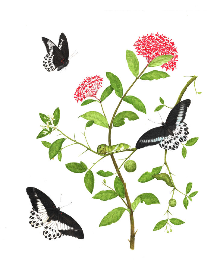 Metamorphosis Papiliones Ceylonensis