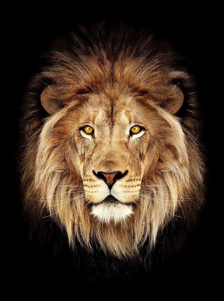 Timothy Dunn - HRH (COLOUR) , 2022