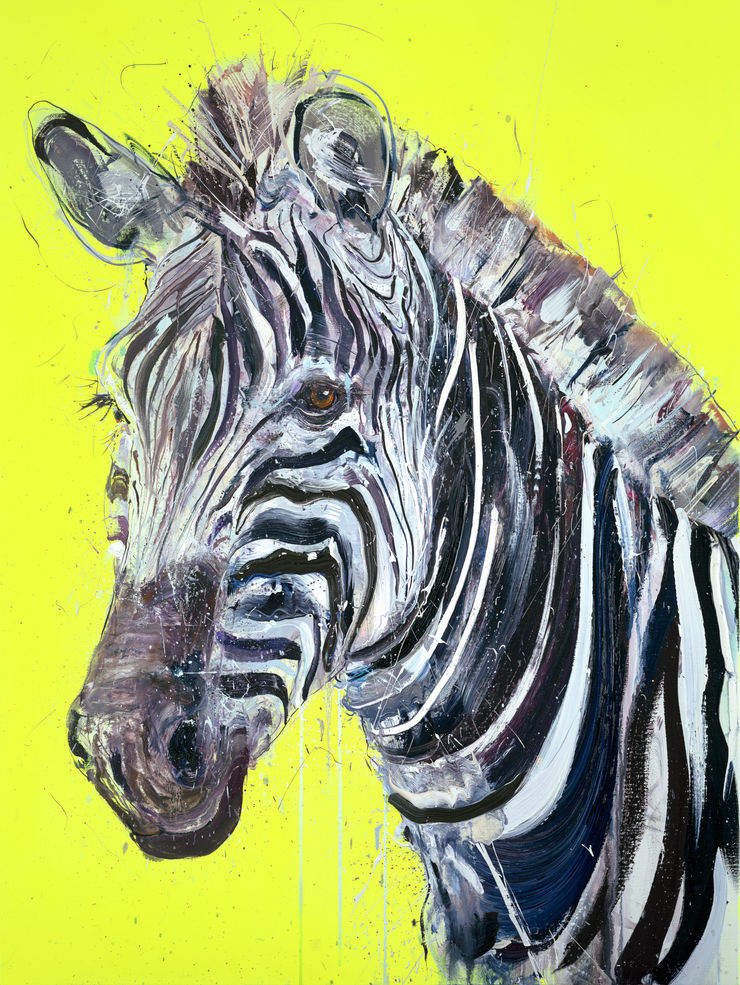 Grevy's Zebra II