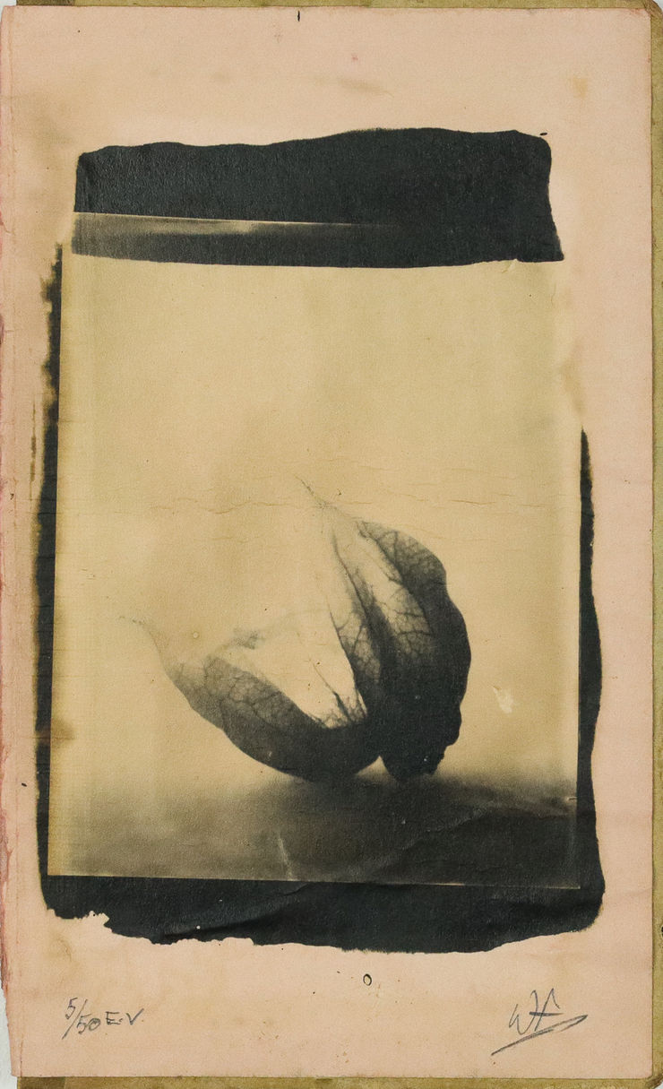 Wayne Foskett, Cape Gooseberry