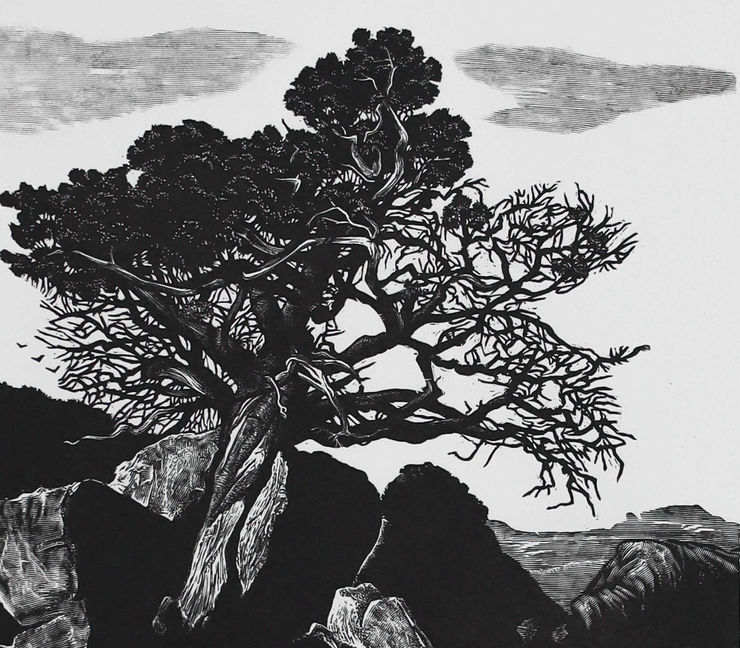 Blaze Cyan, Clanwilliam Cedar, 2025