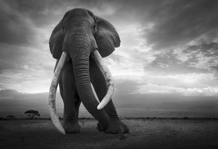 Bjorn Persson - Natural Beauty, 2017