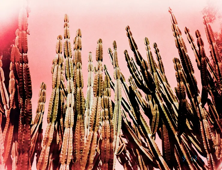 Pink Cactus, 2016 Printed on Hahnemühle Rag Paper 34 x 44 cm Edition 1 of 5 plus 2 AP (KB 093)