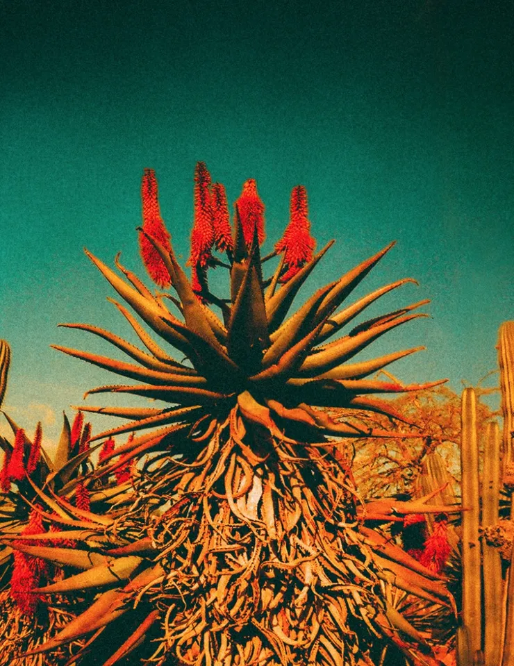 Aloe Boom, 2017 Printed on Hahnemühle Rag Paper 34 x 44 cm Edition 1 of 5 plus 2 AP (KB 096)
