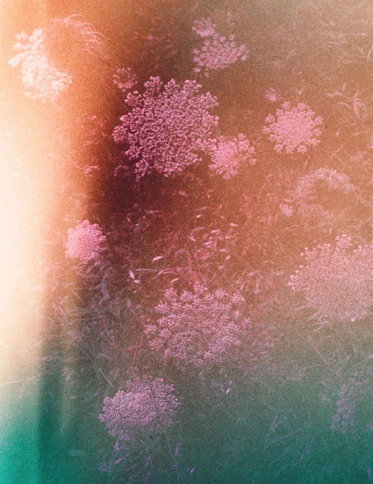 Tramuntana Wild Flowers, 2016 Printed on Hahnemühle Rag Paper 34 x 44 cm Edition 1 of 5 plus 2 AP (KB 098)