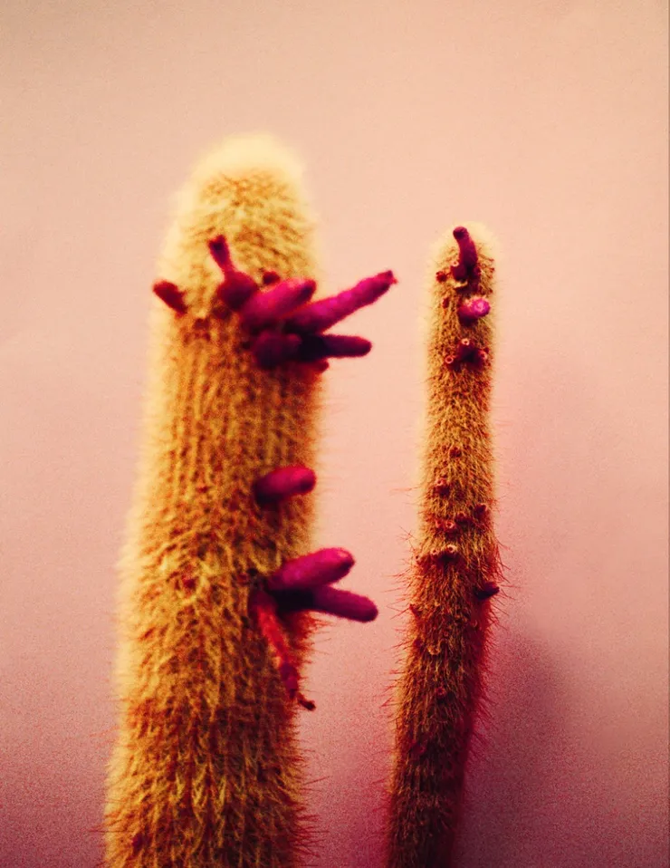 Cactus Flowers, 2017 Printed on Hahnemühle Rag Paper 34 x 44 cm Edition 1 of 5 plus 2 AP (KB 099)