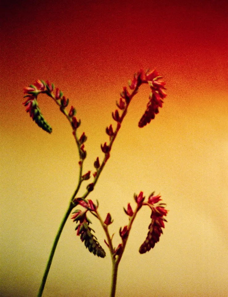 Succulent Bloom, 2017 Printed on Hahnemühle Rag Paper 34 x 44 cm Edition 1 of 5 plus 2 AP (KB 100)