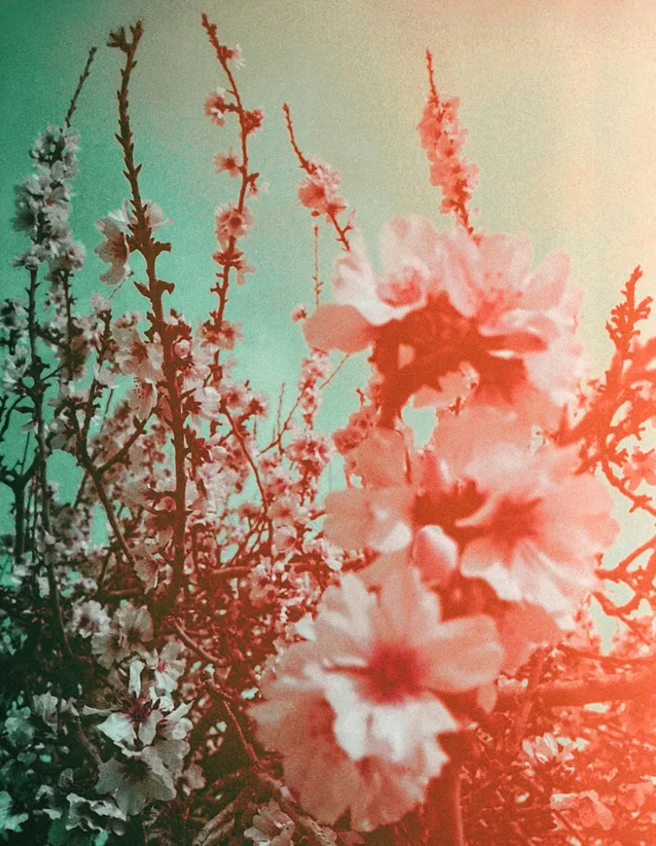 Almond Blossom, 2017 Printed on Hahnemühle Rag Paper 34 x 44 cm Edition 1 of 5 plus 2 AP (KB 107)