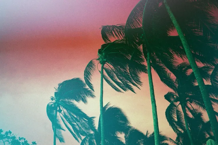 Windy Palms, 2015 Printed on Hahnemühle Rag Paper 80 x 120 cm Edition 1 of 5 plus 2 AP