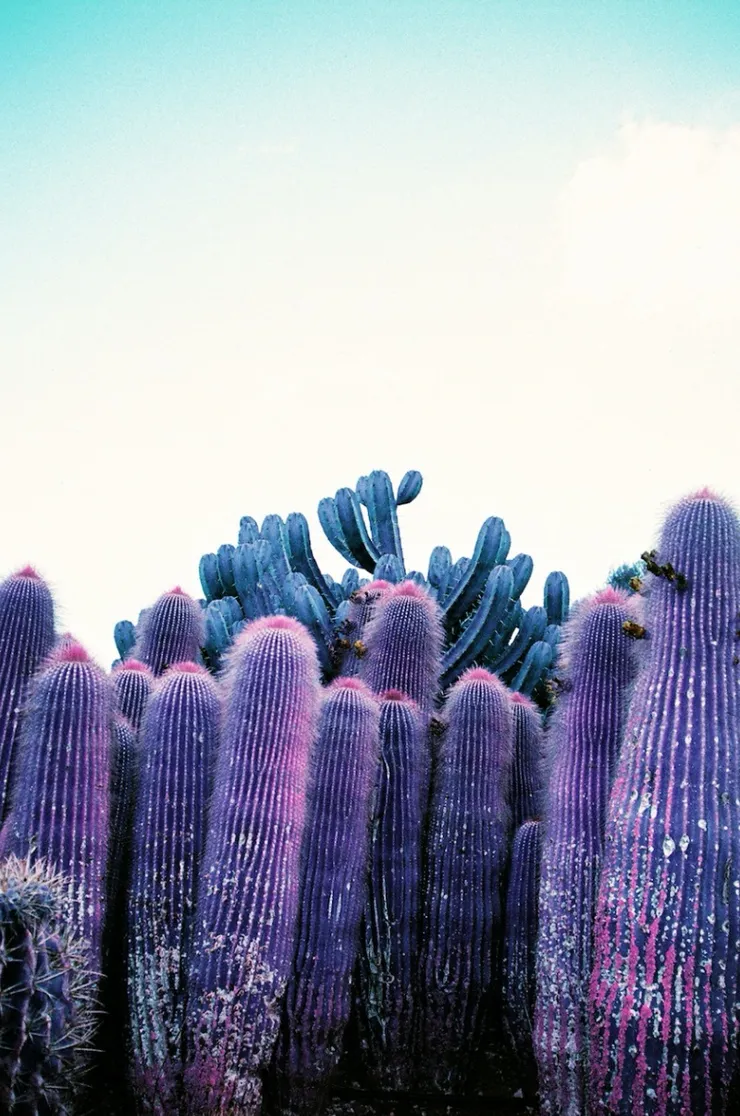 Untitled, 2015 Printed on Hahnemühle Rag Paper 120 x 80cm (Available in smaller sizes) Edition 1 of 5 plus 2 AP