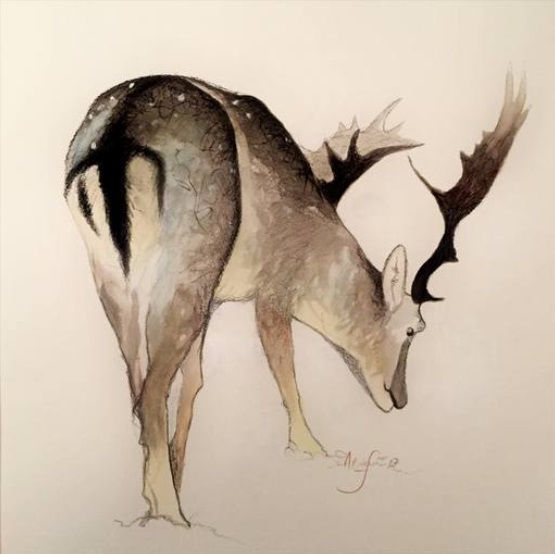 Shabs Beigh, Stag Study, 2019