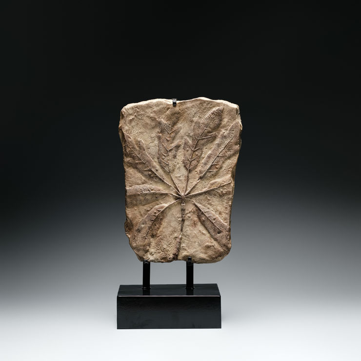 涂維政, 遺跡化石, 2020. Tu Wei-Cheng, Trace Fossil - PM 28, 2020.