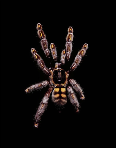 <strong>Guido Mocafico</strong>, <em>Psalmopoeus irminia (A6)</em>, 2003
