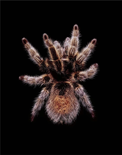 <strong>Guido Mocafico</strong>, <em>Grammostola rosea (A7)</em>, 2003