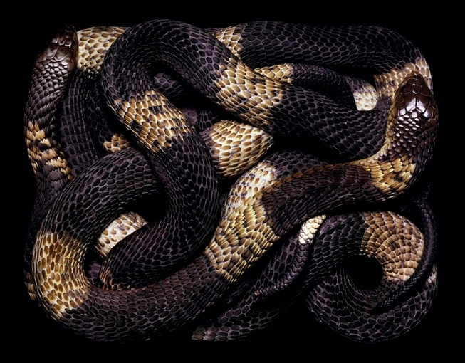 <strong>Guido Mocafico</strong>, <em>Naja annulifera (S106)</em>