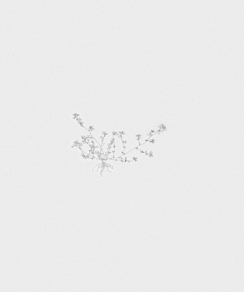 Nourishment (series)