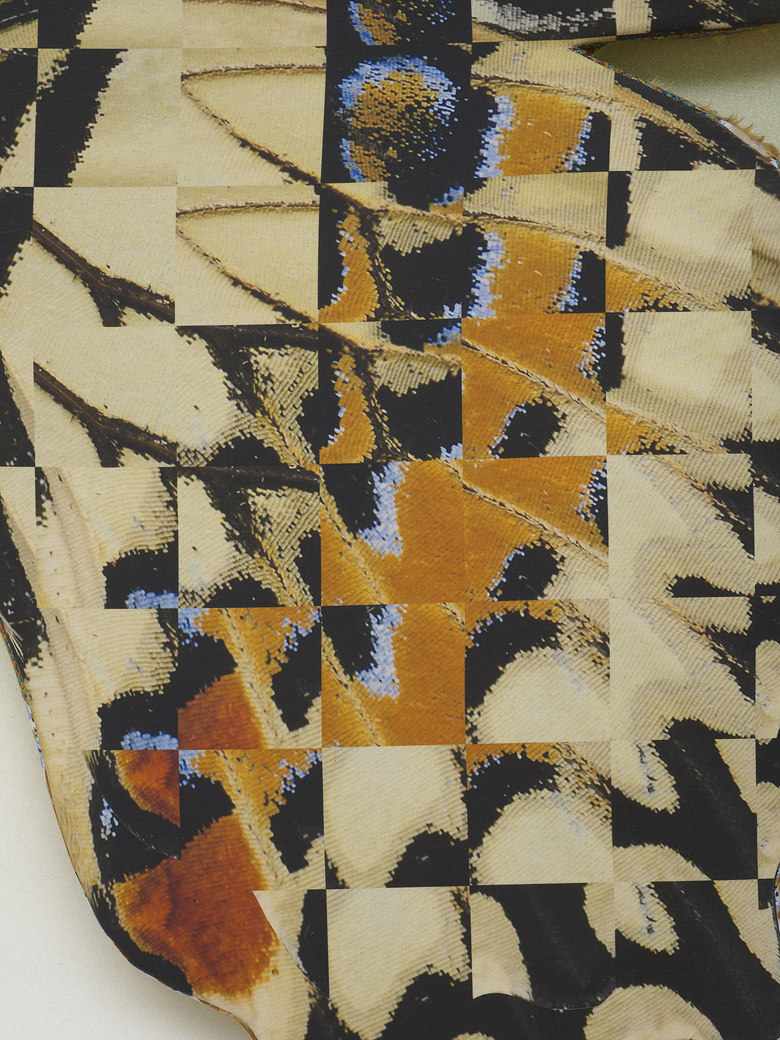 Transposed Lime Butterfly