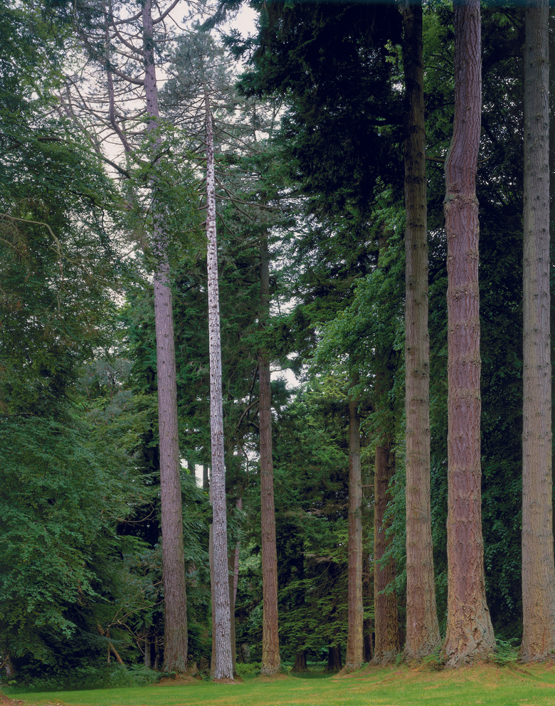 Begin Again To The Summoning Birds