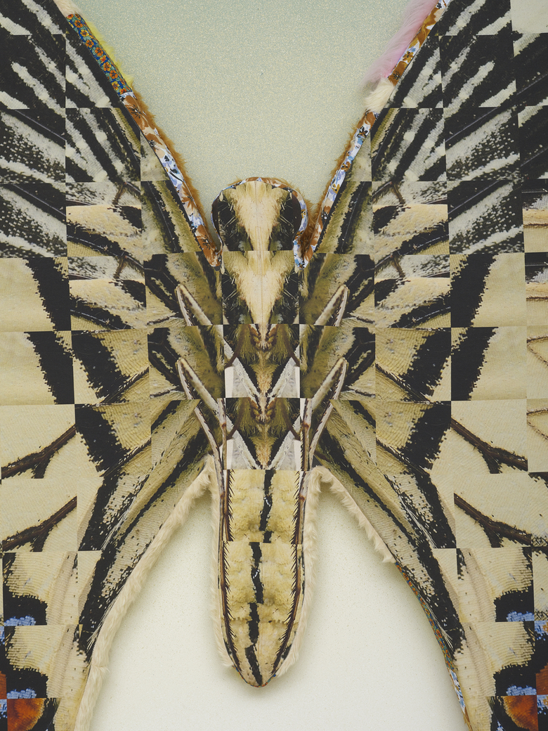 Transposed Lime Butterfly