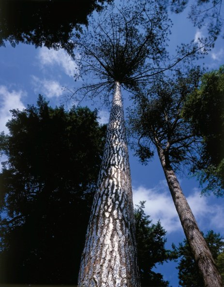 Begin Again To The Summoning Birds