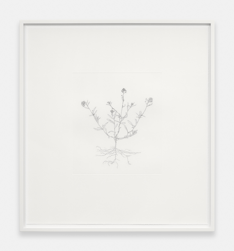 Nourishment (series)