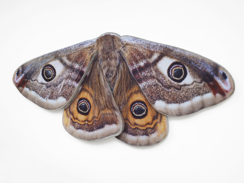 Folded Wing Moth