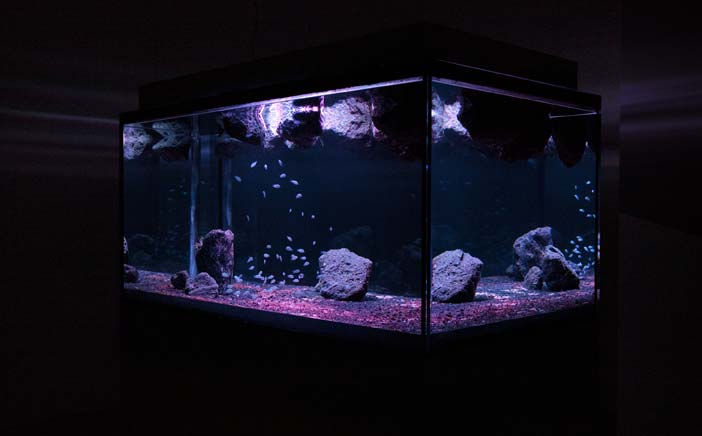 Pierre Huyghe Zoodram 3, 2010