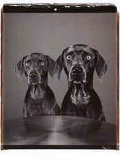 William Wegman Untitled, 2005