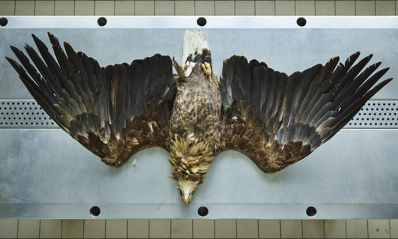 Thomas Struth Seeadler (Haliaeetus albicilla), Leibniz IZW, Berlin, 2016
