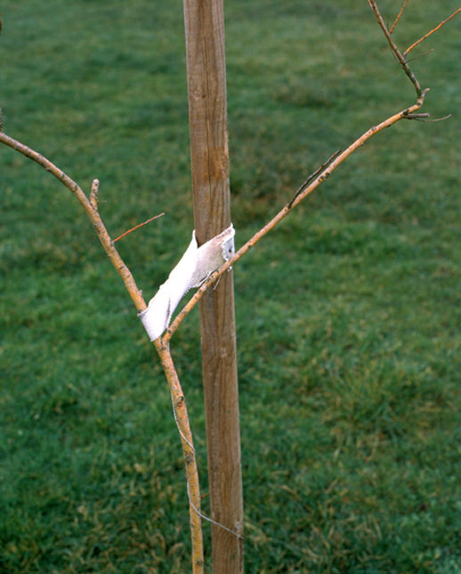 Jeff Wall A Sapling held by a post, 2000