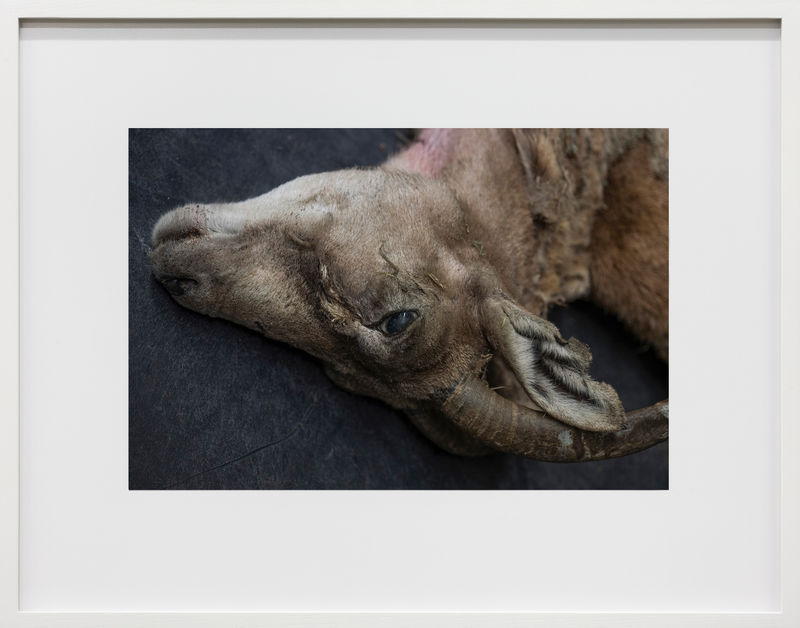 Thomas Struth Kreishornschaf (Ovis vignei cycloceros), Leibniz IZW, Berlin, 2016