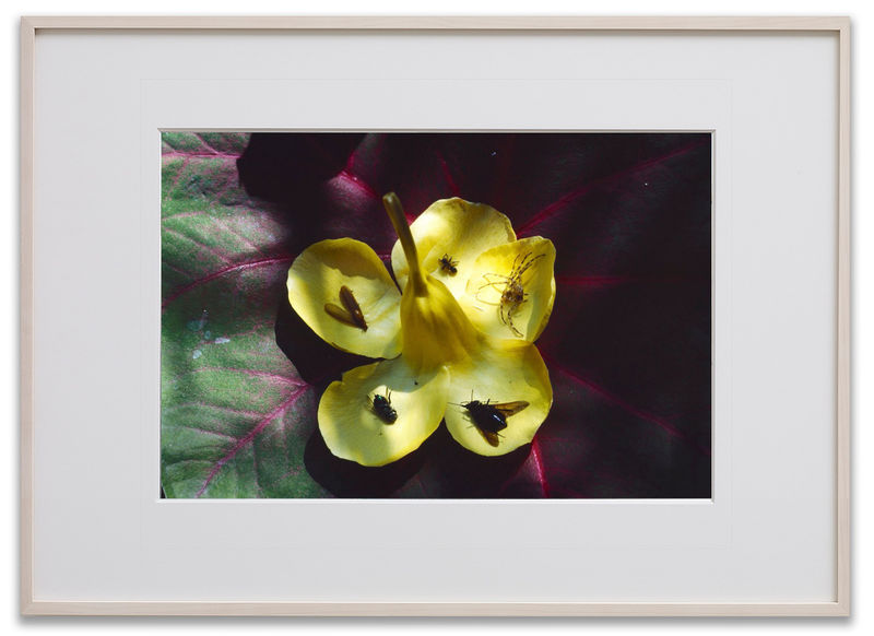 Gabriel Orozco Petal Urn, 2001 Pigment print Sheet: 16 x 20 in. (40.6 x 50.8 cm) Edition of 5 plus...