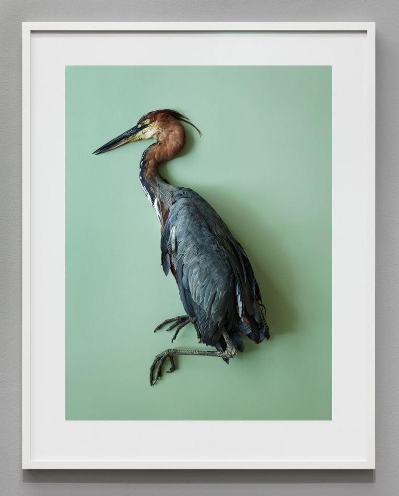 Thomas Struth Goliathreiher (Ardea goliath), Leibniz IZW, Berlin, 2017