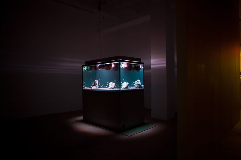 A large, lit aquarium with small fish lights up a dark room.