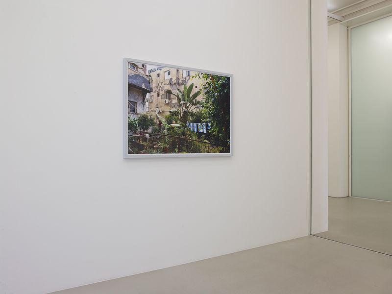 On a white wall, a photograph of a large plant in a courtyard in front of a building hangs.