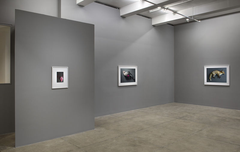 An exhibition installation view from: Thomas Struth, New Works