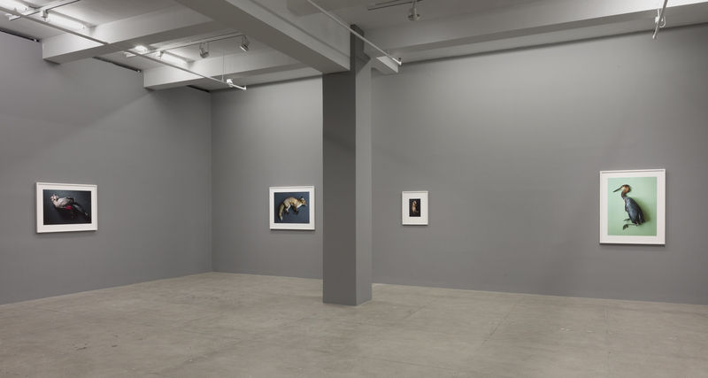 An exhibition installation view from: Thomas Struth, New Works