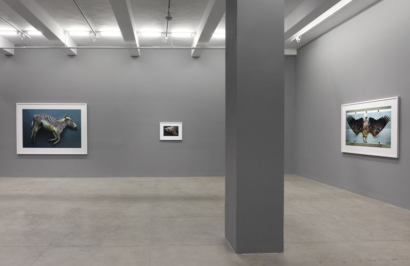 An exhibition installation view from: Thomas Struth, New Works