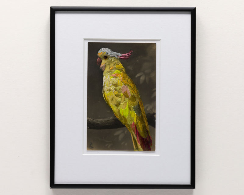 Julie Cockburn Yellow Parrot, 2023