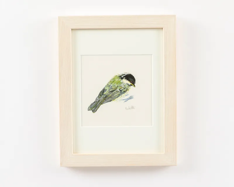 Paula Pohli Little Coal Tit, 2024