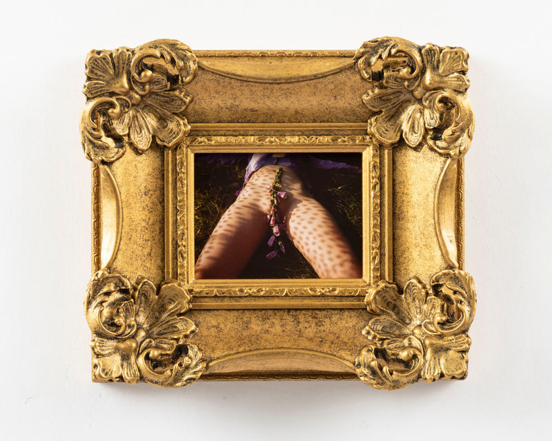 Bex Day Hydrangea, 2023