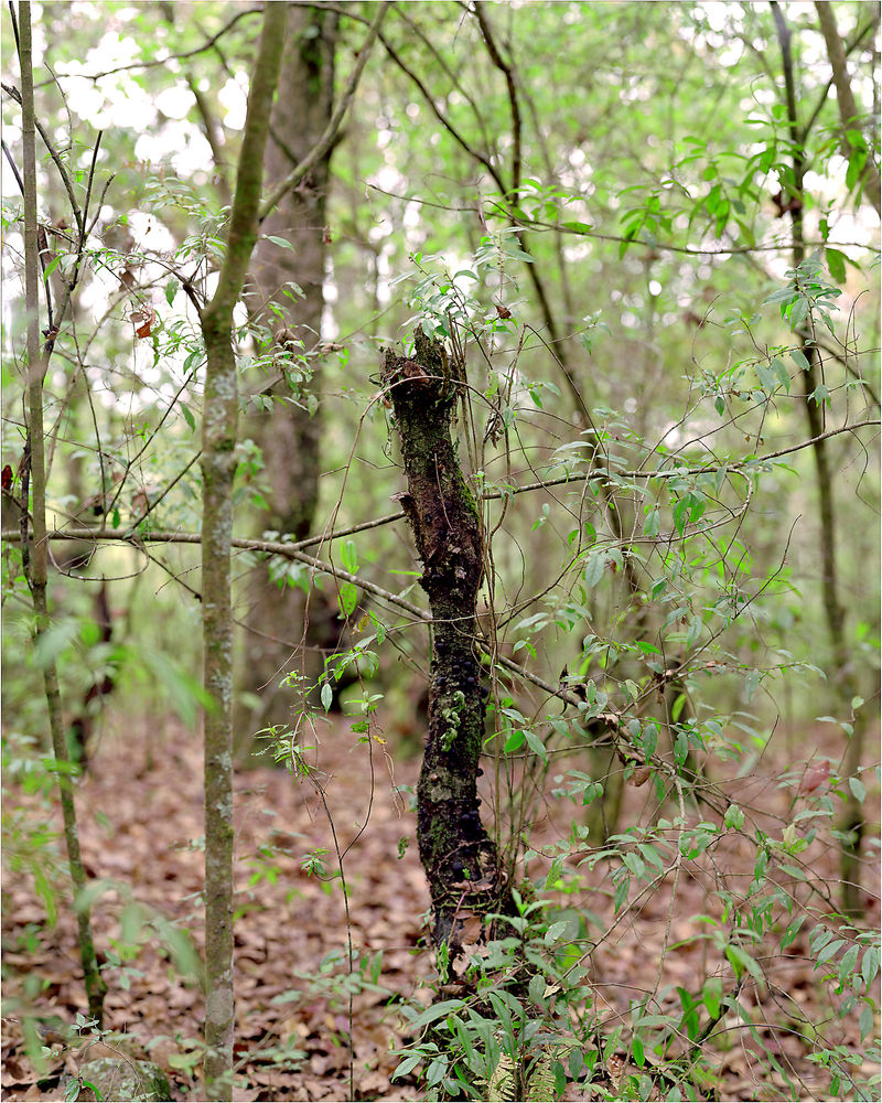 Janelle Lynch Vladimir, 2006