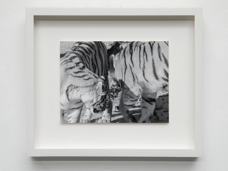 Mårten Lange Two Tigers, 2017