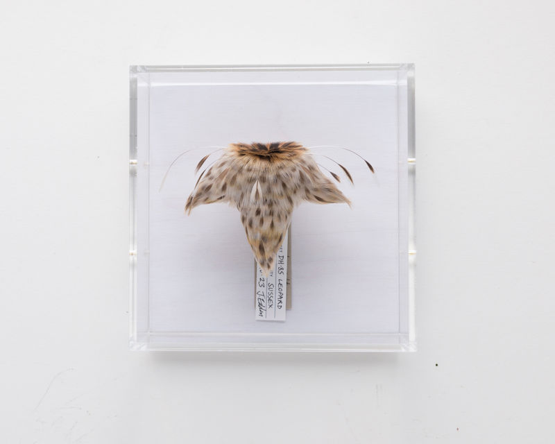 Jane Edden Flying Jacket 062 DH.85 Leopard Moth, 2023