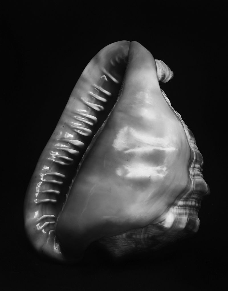 Esther Teichmann Untitled from Fractal Scars, Salt Water and Tears, 2012-14