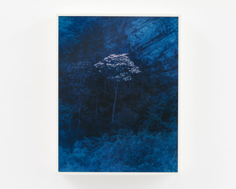 Cody Cobb CC23.1937, 2023