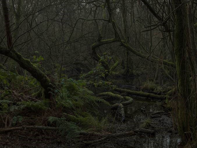 Simon Roberts Untitled #13, The Weeds and the Wilderness, 2018